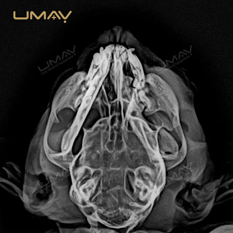 Digital Flat Panel Detector for Veterinary X-ray Radiology