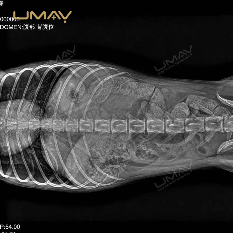 Veterinary X-ray Machine with Flat Panel Detector and Animal-Specific Software