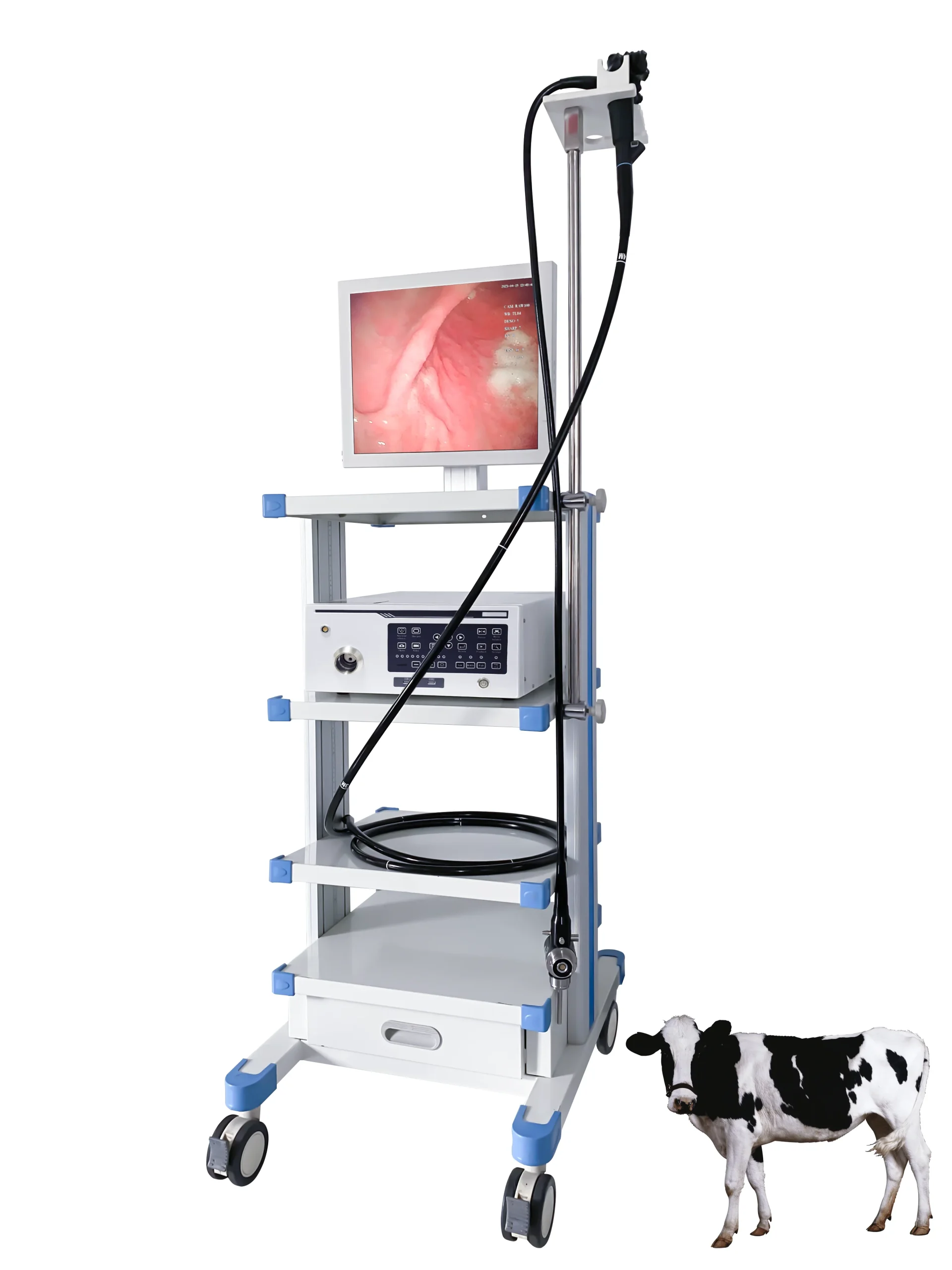 Video Gastroscope and Colonoscope for Large Animal Surgical Procedures